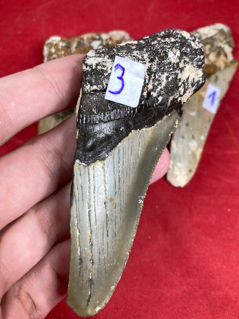 Megalodon, naturbelassen, Otudus Megalodon, Carcharocles Megalodon, Carcharodon