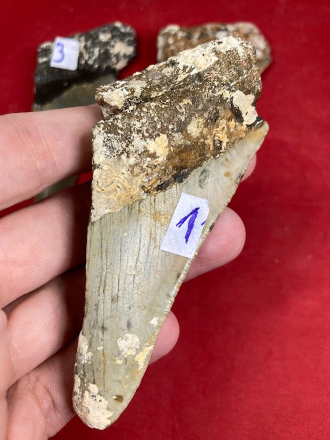 Megalodon, naturbelassen, Otudus Megalodon, Carcharocles Megalodon, Carcharodon