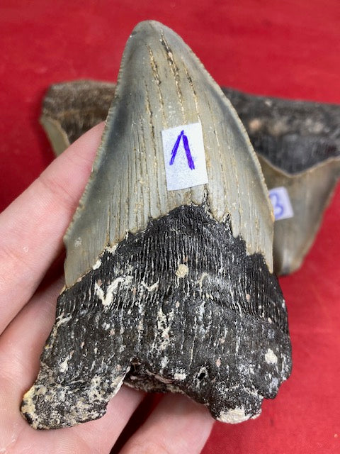 Megalodon Zahn XL naturbelassen, Otudus Megalodon, Carcharocles Megalodon, Carcharodon