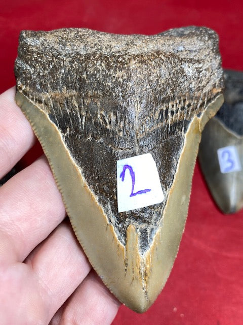 Megalodon Zahn XL naturbelassen, Otudus Megalodon, Carcharocles Megalodon, Carcharodon