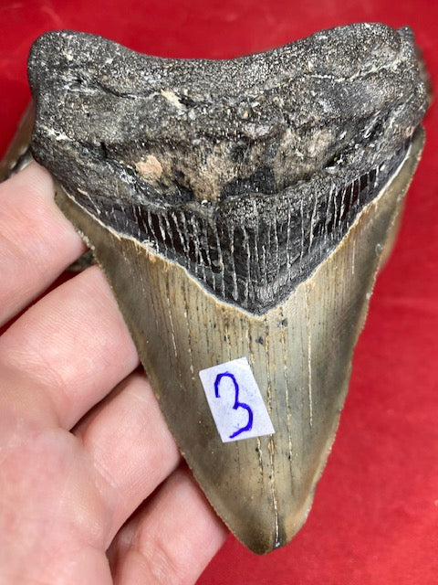Megalodon Zahn XL naturbelassen, Otudus Megalodon, Carcharocles Megalodon, Carcharodon