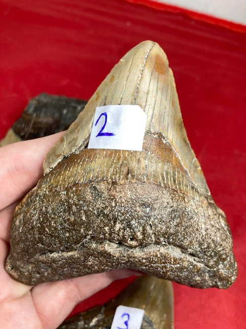Megalodon Zahn XL naturbelassen, Otudus Megalodon, Carcharocles Megalodon, Carcharodon,