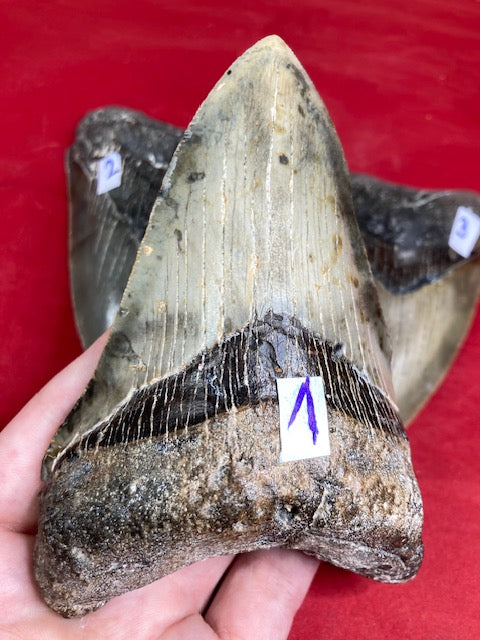 Megalodon Zahn XL naturbelassen, Otudus Megalodon, Carcharocles Megalodon, Carcharodon