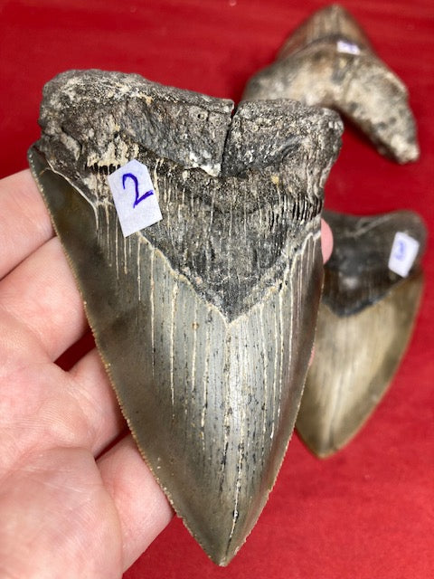 Megalodon Zahn XL naturbelassen, Otudus Megalodon, Carcharocles Megalodon, Carcharodon