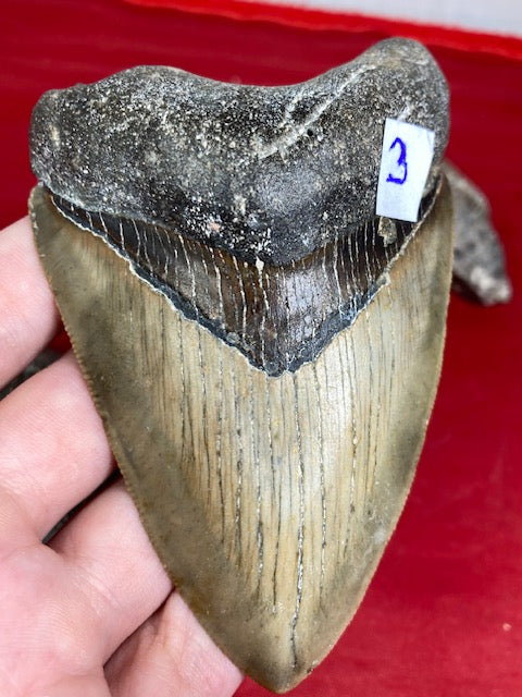 Megalodon Zahn XL naturbelassen, Otudus Megalodon, Carcharocles Megalodon, Carcharodon