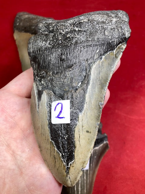 Megalodon Zahn XXL ca. 13cm naturbelassen, Otudus Megalodon, Carcharocles Megalodon, Carcharodon