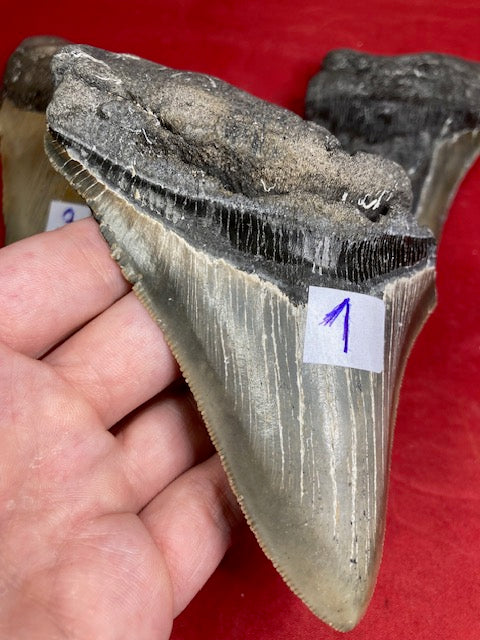 Megalodon Zahn XXL ca. 13cm naturbelassen, Otudus Megalodon, Carcharocles Megalodon, Carcharodon