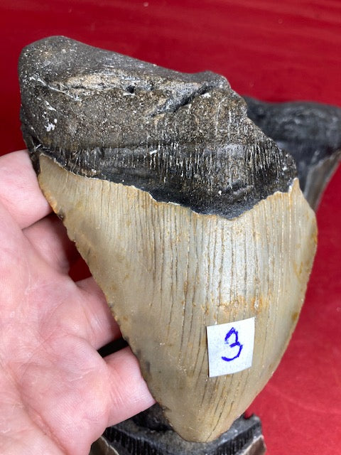 Megalodon Zahn XXL ca. 13cm naturbelassen, Otudus Megalodon, Carcharocles Megalodon, Carcharodon