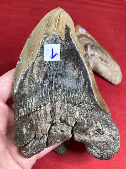 Megalodon Zahn XXL bis zu ca. 15cm naturbelassen, Otudus Megalodon, Carcharocles Megalodon, Carcharodon