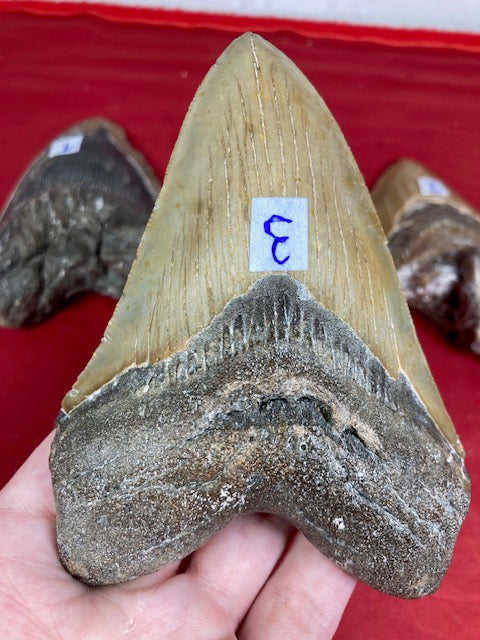 Megalodon Zahn XXL bis zu ca. 15cm naturbelassen, Otudus Megalodon, Carcharocles Megalodon, Carcharodon