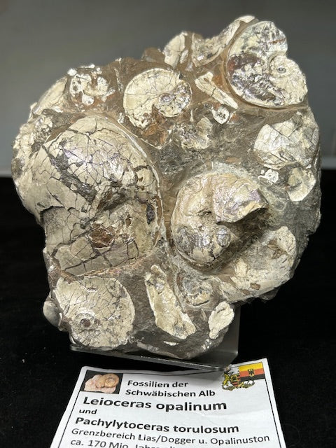 Opalisierende Ammoniten Wand XL aus Deutschland, Ammolith Rarität aus der Schwäbischen Alb, Leioceras opalinum & Pachylytoceras torulosum