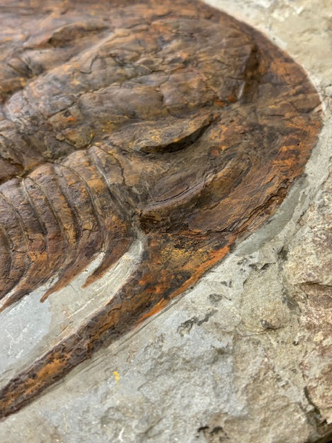 XXL Trilobit in Matrix, Fossilgröße bis zu über 40cm Länge in bester Qualität, Gattung Acadoparadoxides (Paradoxides) durch Hämatit Blutstein versteinert