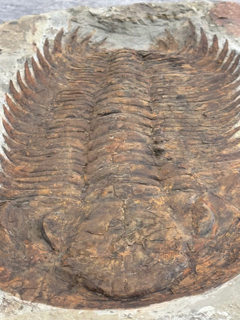 XXL Trilobit in Matrix, Fossilgröße bis zu über 40cm Länge in bester Qualität, Gattung Acadoparadoxides (Paradoxides) durch Hämatit Blutstein versteinert
