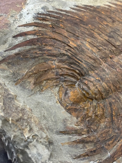 XXL Trilobit in Matrix, Fossilgröße bis zu über 40cm Länge in bester Qualität, Gattung Acadoparadoxides (Paradoxides) durch Hämatit Blutstein versteinert
