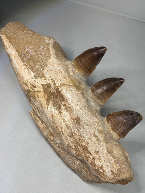 Mosa Saurier Kiefer groß in bester Qualität Dino Saurier Knochen Zähne Sammler Deko