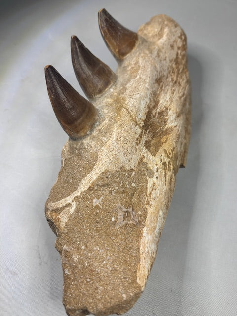 Mosa Saurier Kiefer groß in bester Qualität Dino Saurier Knochen Zähne Sammler Deko