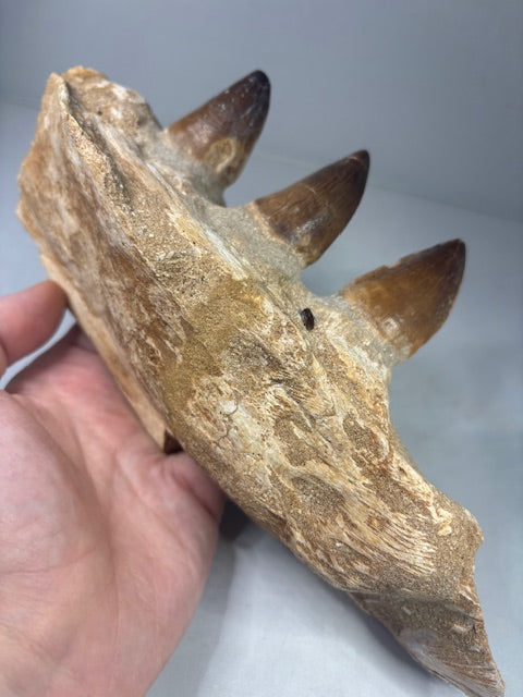 Mosa Saurier Kiefer groß in bester Qualität Dino Saurier Knochen Zähne Sammler Deko