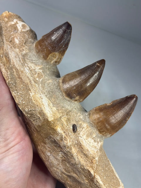 Mosa Saurier Kiefer groß in bester Qualität Dino Saurier Knochen Zähne Sammler Deko