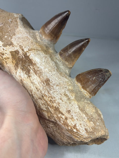 Mosa Saurier Kiefer groß in bester Qualität Dino Saurier Knochen Zähne Sammler Deko