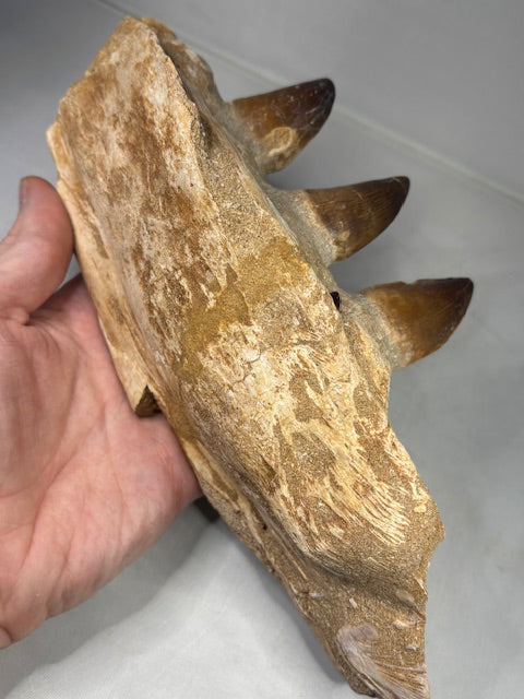 Mosa Saurier Kiefer groß in bester Qualität Dino Saurier Knochen Zähne Sammler Deko