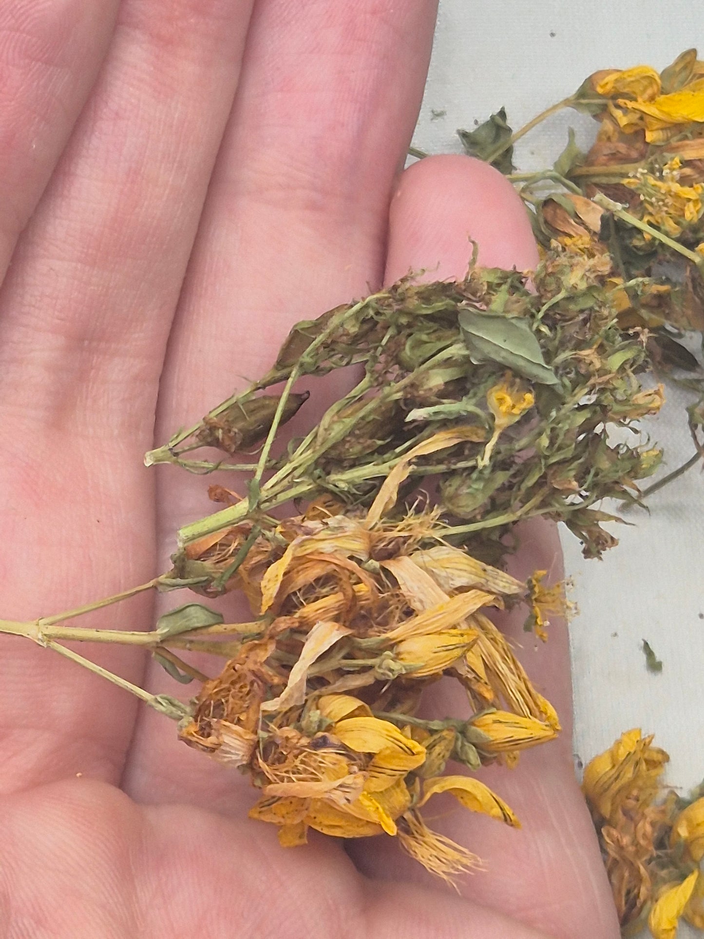 Johanniskraut getrocknet zum Räuchern, naturbelassen aus Österreich, Hypericum perforatum