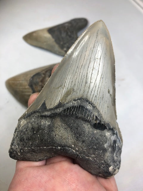 Megalodon Zahn XXL alle über 12cm völlig naturbelassen, in bester Qualität, Otudus Megalodon, Carcharocles Megalodon, Carcharodon