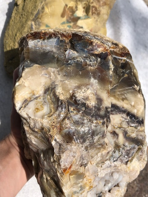 Versteinertes Holz opalisiert (Rarität) in bester Qualität mit Chalcedon (UV), fossiles Palmenholz Nadelholz fossilien Holzopal Opalholz