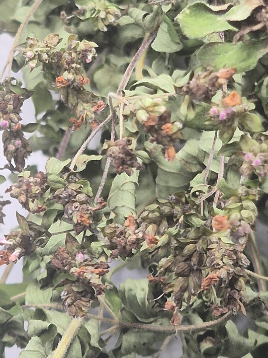 Oregano getrocknet zum Räuchern, naturbelassen aus Österreich (Origanum vulgare)