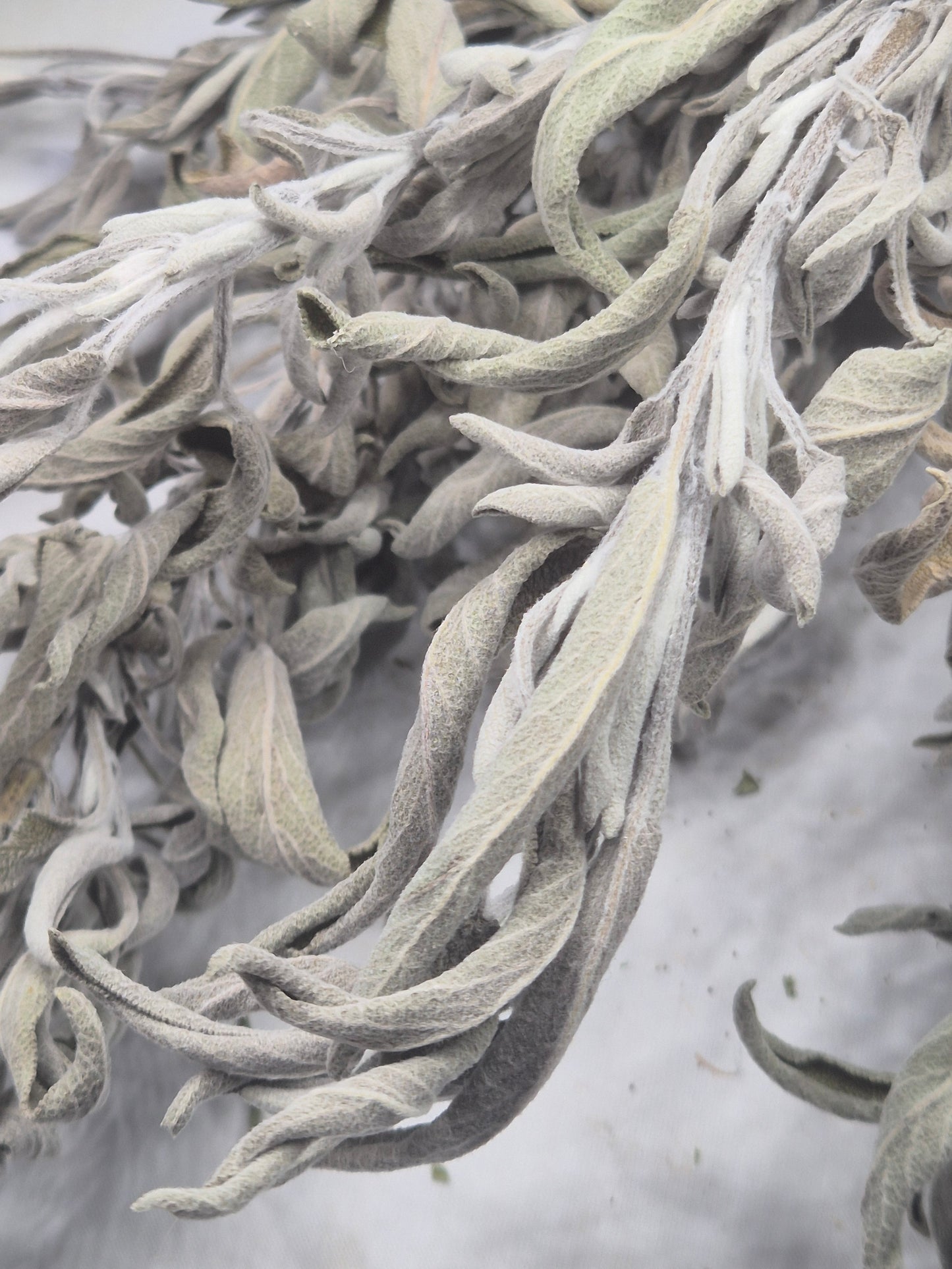 Salbei getrocknet zum Räuchern naturbelassen aus Österreich, Salvia officinalis