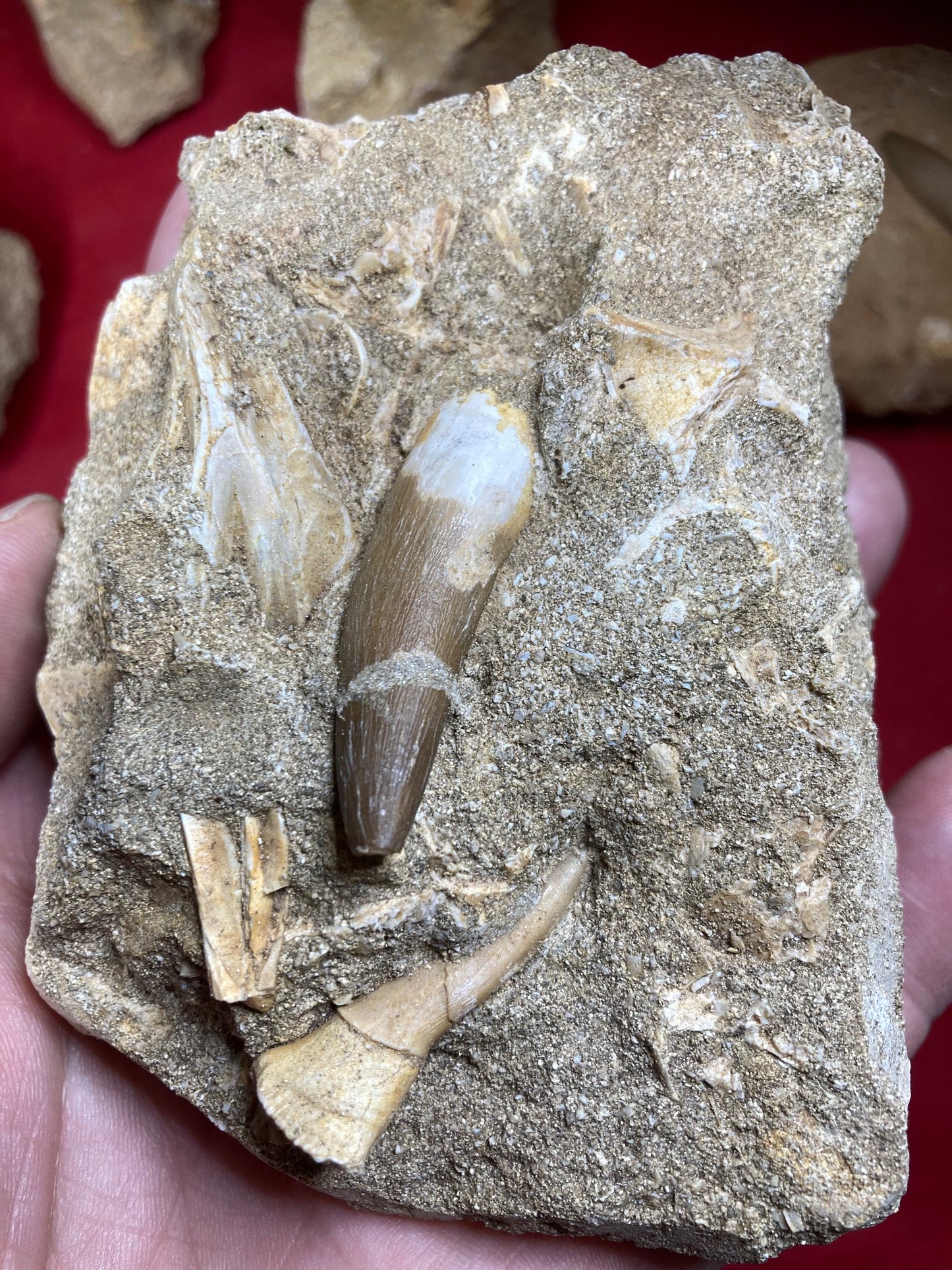 Spinosaurier Zahn in Matrix beste Qualität, echter Dinosaurier Zahn