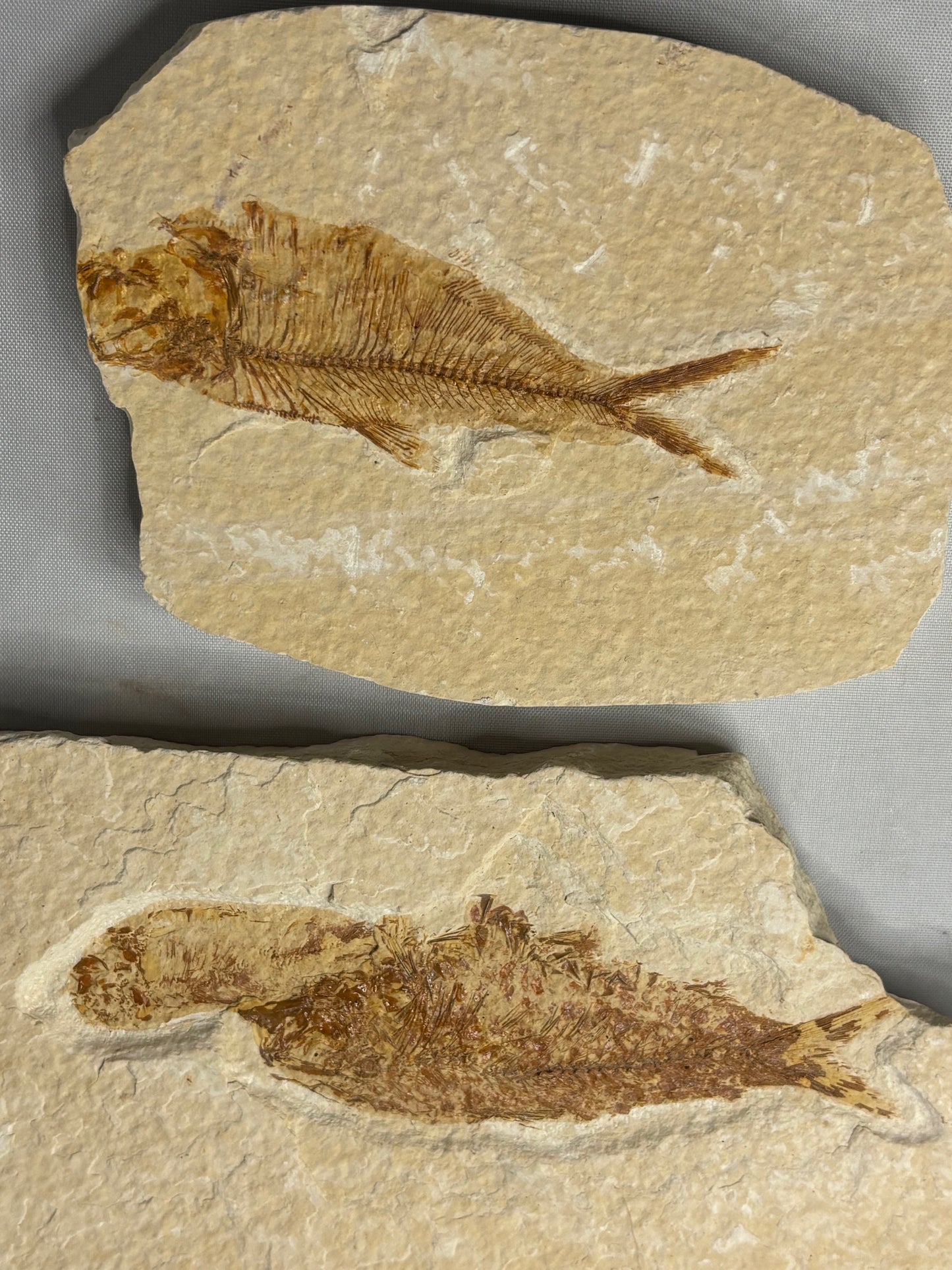 Versteinerte Fische in Matrix, beste Qualität Wyoming USA, Knightia eocaena Hering, Garnelen wie Bechleja rostrata oder Carpopenaeus