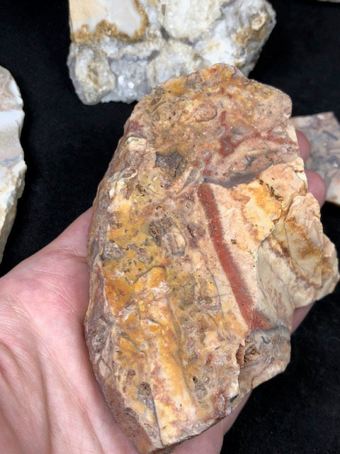 Versteinerte Koralle Rohsteine – Epithermale Pseudomorphosen (Korallenachat & Korallenjaspis)