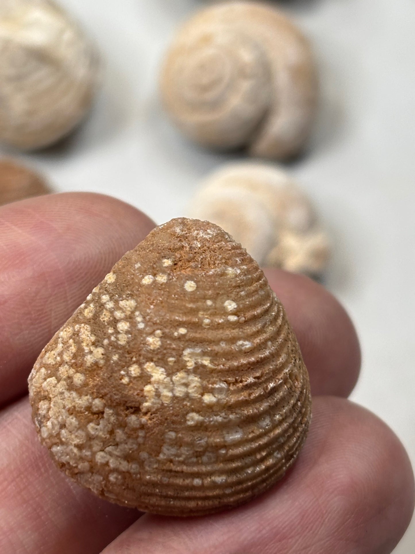 Versteinerte Muschel & Schnecken, in bester Qualität, Schnecke Gattung Pseudolivella & Muschel Gattung: Venericardia (Acanthocardia) Eozän Marokko ca. 45 millionen Jahre Großhandelspreis