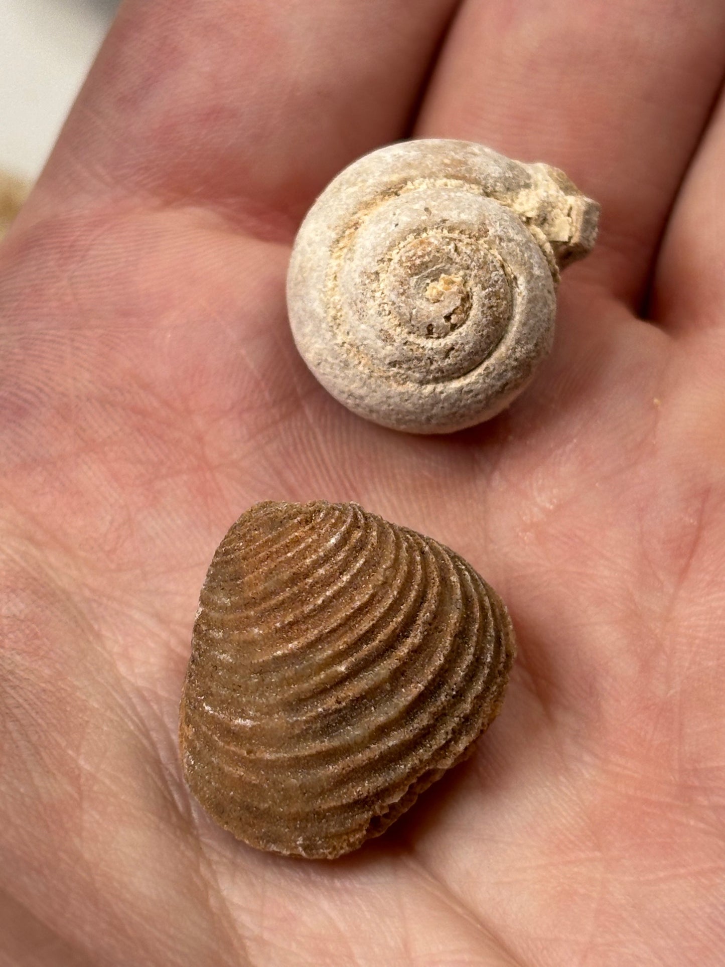 Versteinerte Muschel & Schnecken, in bester Qualität, Schnecke Gattung Pseudolivella & Muschel Gattung: Venericardia (Acanthocardia) Eozän Marokko ca. 45 millionen Jahre Großhandelspreis