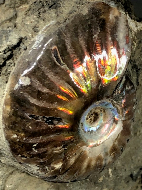 Ammoniten Wand groß ca. 5,5 Kg teilweise opalisiert (Ammolith), verschiedene Ammoniten Gattungen & Muscheln Skulptur, Alpenopal Calcit