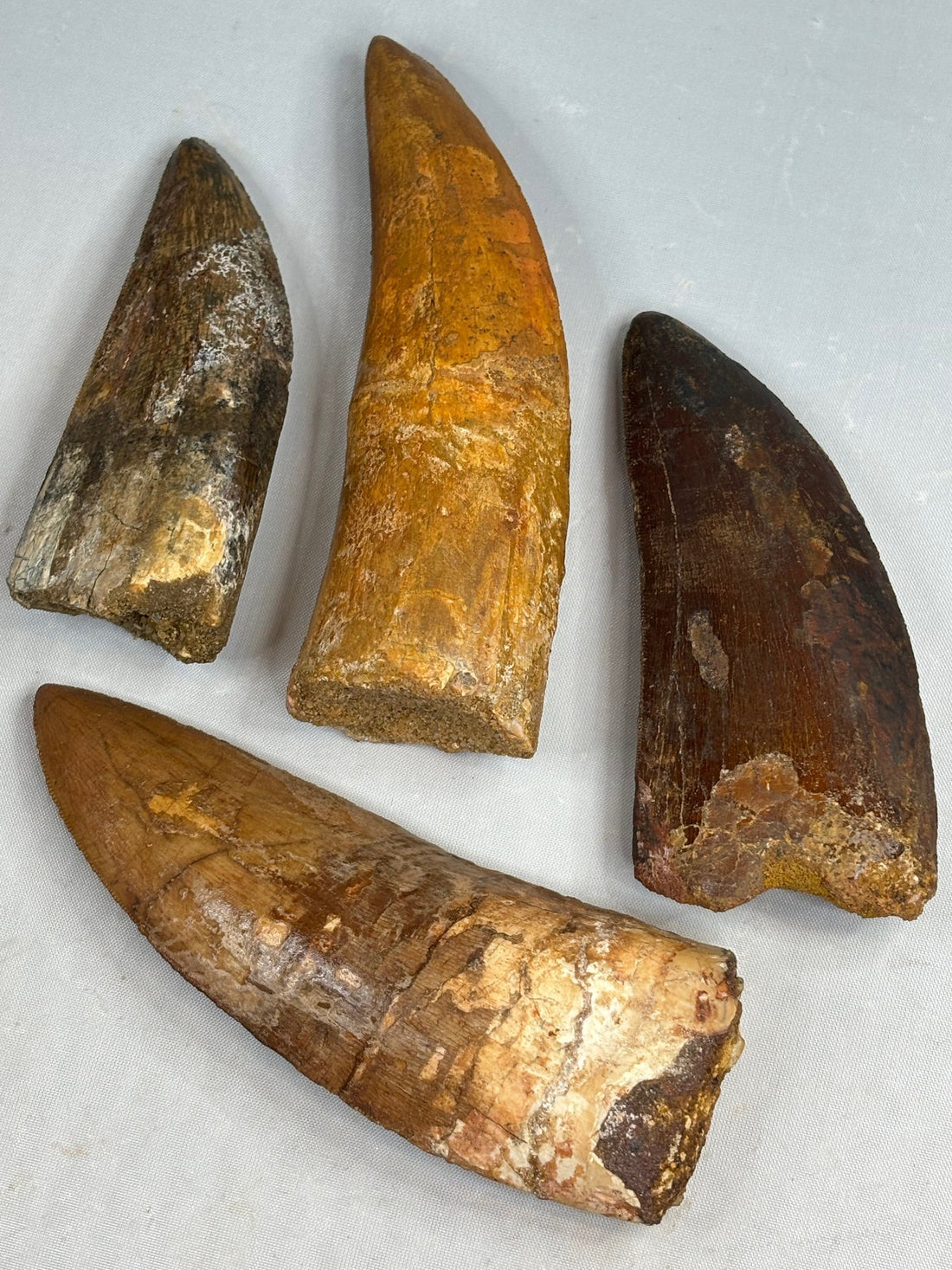 Carcharodontosaurus (Scharfzahnechse) – Die afrikanische Antwort auf Tyrannosaurus rex.