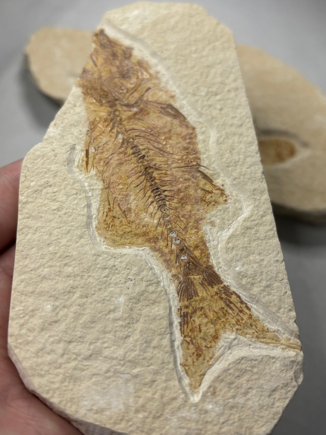 🦴 Wie entstehen Fossilien? Die spannende Entstehungsgeschichte urzeitlicher Zeugnisse