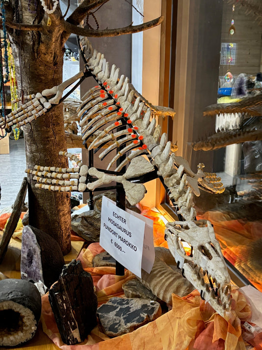 Fossilien: Sammlerobjekt oder wissenschaftlicher Schatz?