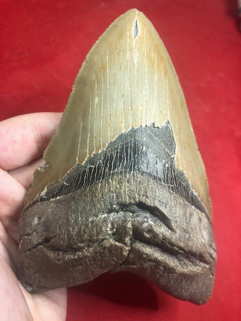 Der Megalodon Haifisch & das Suchen sowie Finden seiner begehrten Zähne in North Carolina USA