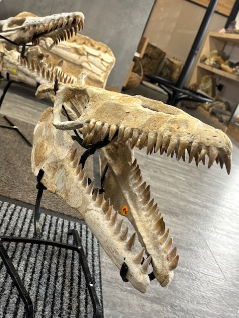 Mosasaurus: Der Meeresjägergigant der Urzeit