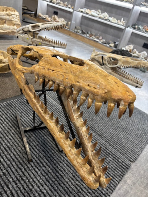Phosphatminen in Marokko: Eine Schatzkammer prähistorischer Fossilien