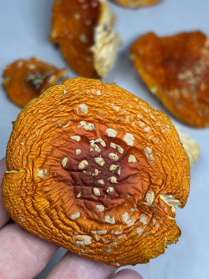 Fliegenpilz Kappen getrocknet, Österreich, 100% Sklerotium Amanita Muscaria, Roter Fliegenpilz, Fly agaric, Glückspilz