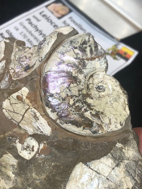 Opalisierende Ammoniten Wand XL aus Deutschland, Ammolith Rarität aus der Schwäbischen Alb, Leioceras opalinum & Pachylytoceras torulosum