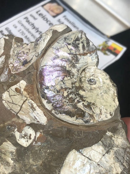 Opalisierende Ammoniten Wand XL aus Deutschland, Ammolith Rarität aus der Schwäbischen Alb, Leioceras opalinum & Pachylytoceras torulosum