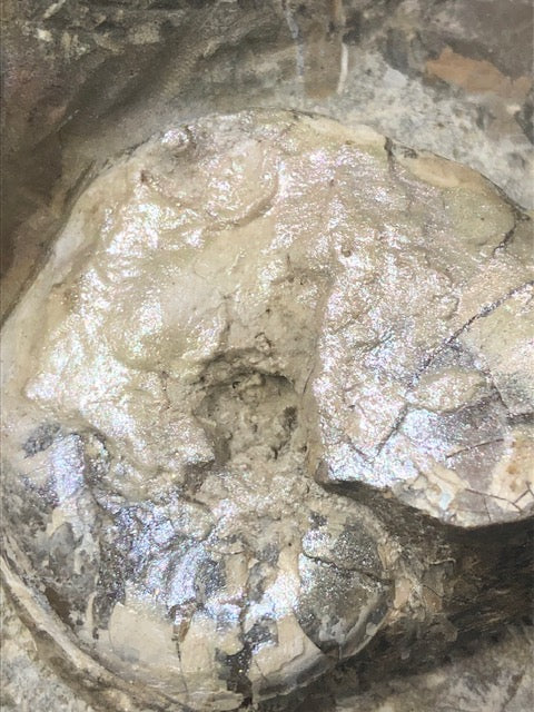 Opalisierende Ammoniten Wand XL aus Deutschland, Ammolith Rarität aus der Schwäbischen Alb, Leioceras opalinum & Pachylytoceras torulosum