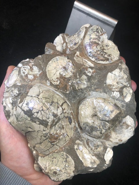 Opalisierende Ammoniten Wand XL aus Deutschland, Ammolith Rarität aus der Schwäbischen Alb, Leioceras opalinum & Pachylytoceras torulosum