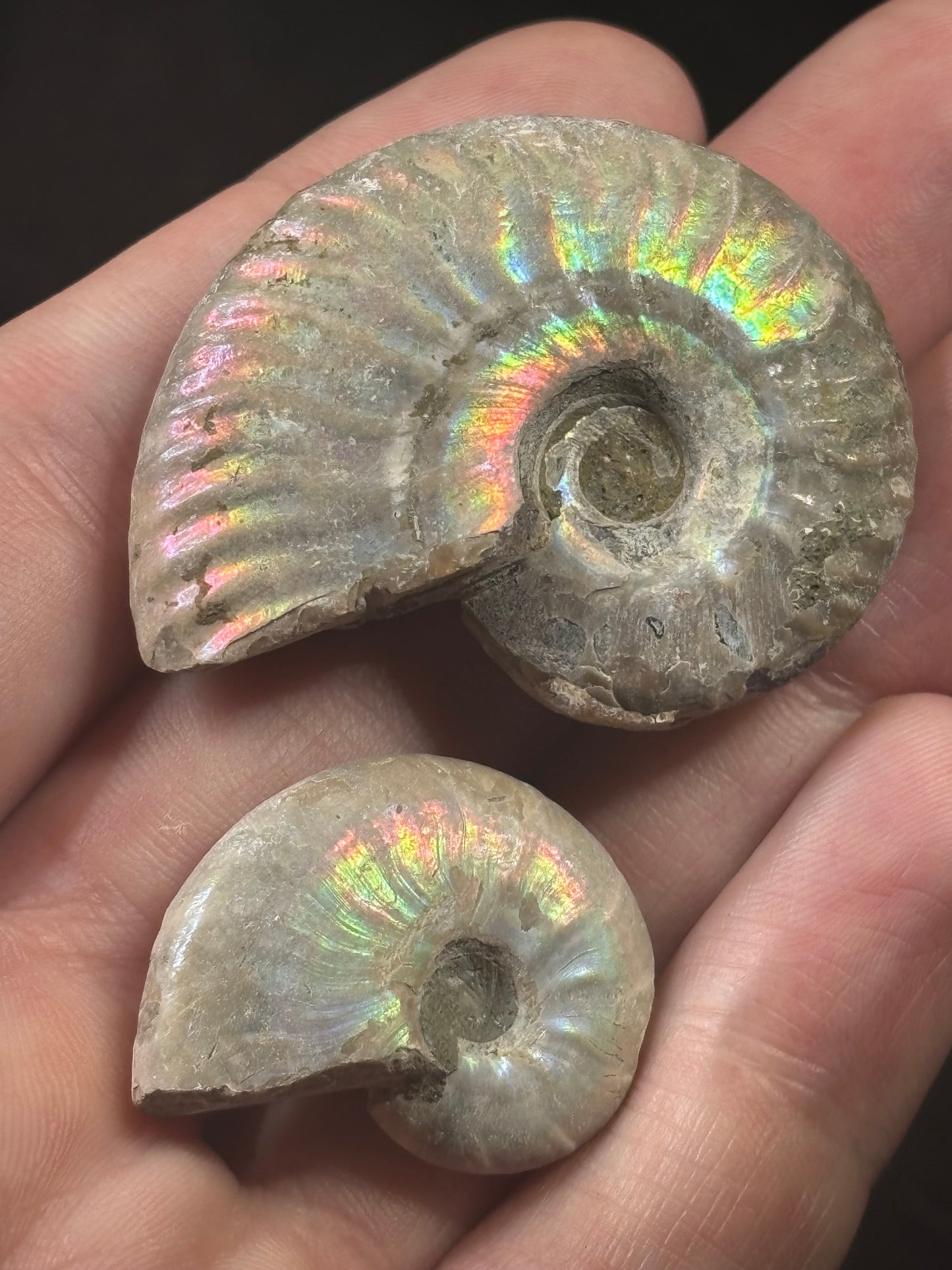 Ammonit opalisierend naturbelassen, Ammolit 2 verschiedene Größen