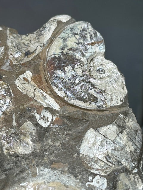 Opalisierende Ammoniten Wand XL aus Deutschland, Ammolith Rarität aus der Schwäbischen Alb, Leioceras opalinum & Pachylytoceras torulosum