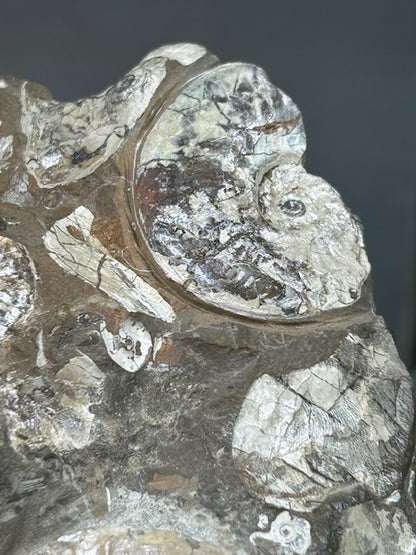 Opalisierende Ammoniten Wand XL aus Deutschland, Ammolith Rarität aus der Schwäbischen Alb, Leioceras opalinum & Pachylytoceras torulosum
