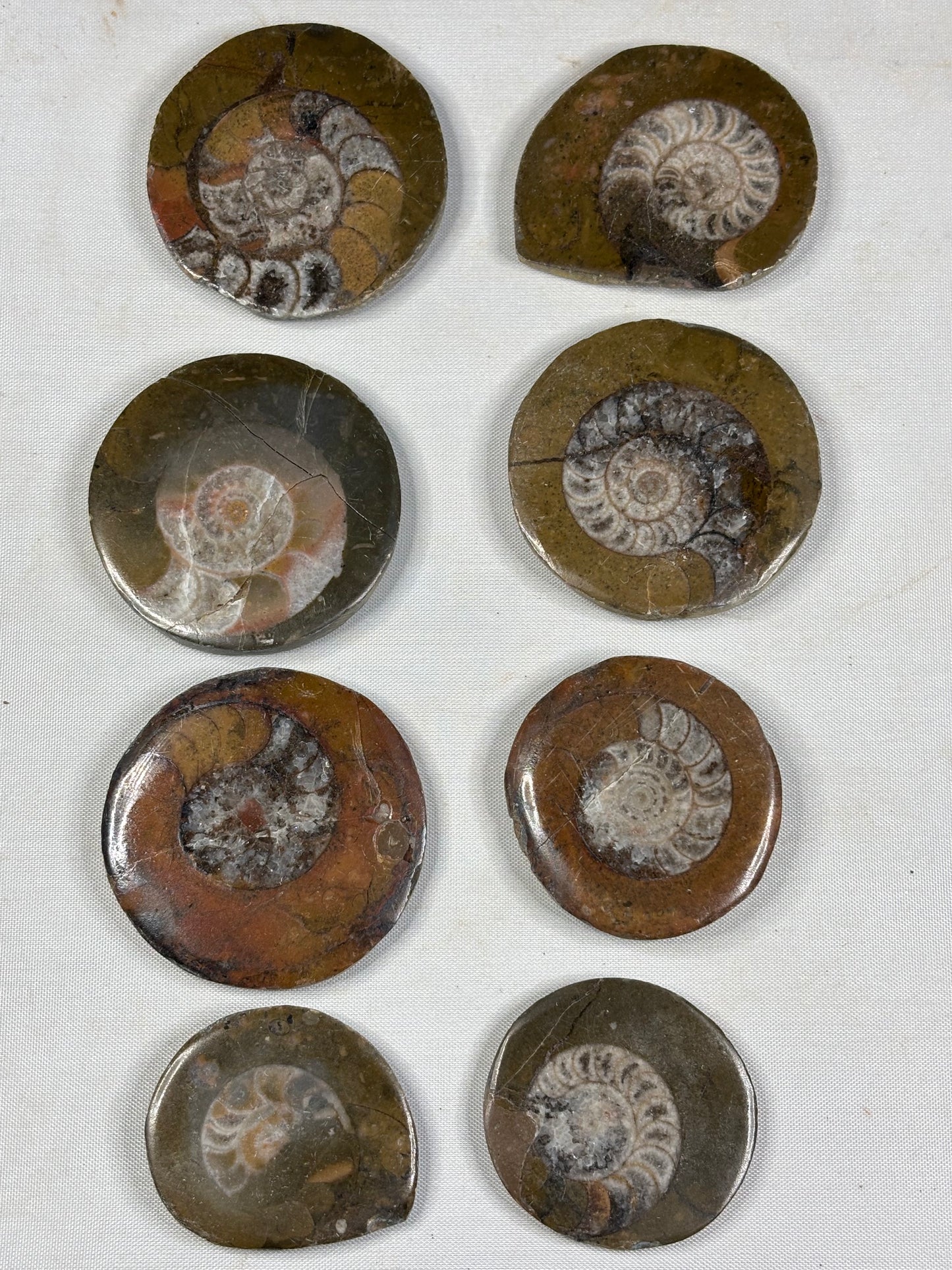 Goniatit (Ammonit) in Matrix hochglanzpoliert – Devon Fossil, Anti-Atlas Marokko